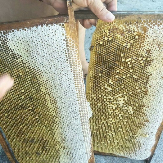珠海 蜂蜜 土蜂蜜