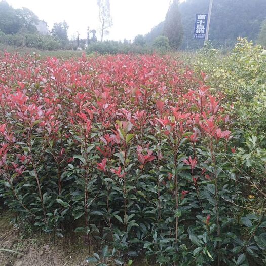  红叶石楠苗 红罗宾 火焰红 石楠小苗