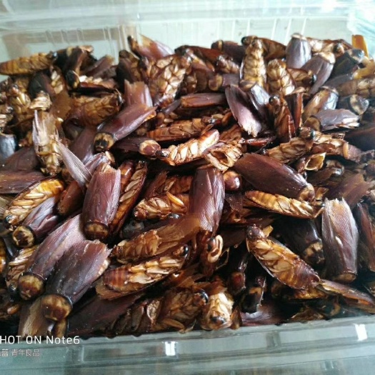 成都美洲大蠊 美洲大螊干品