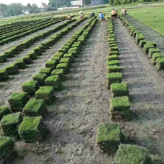 青神县草