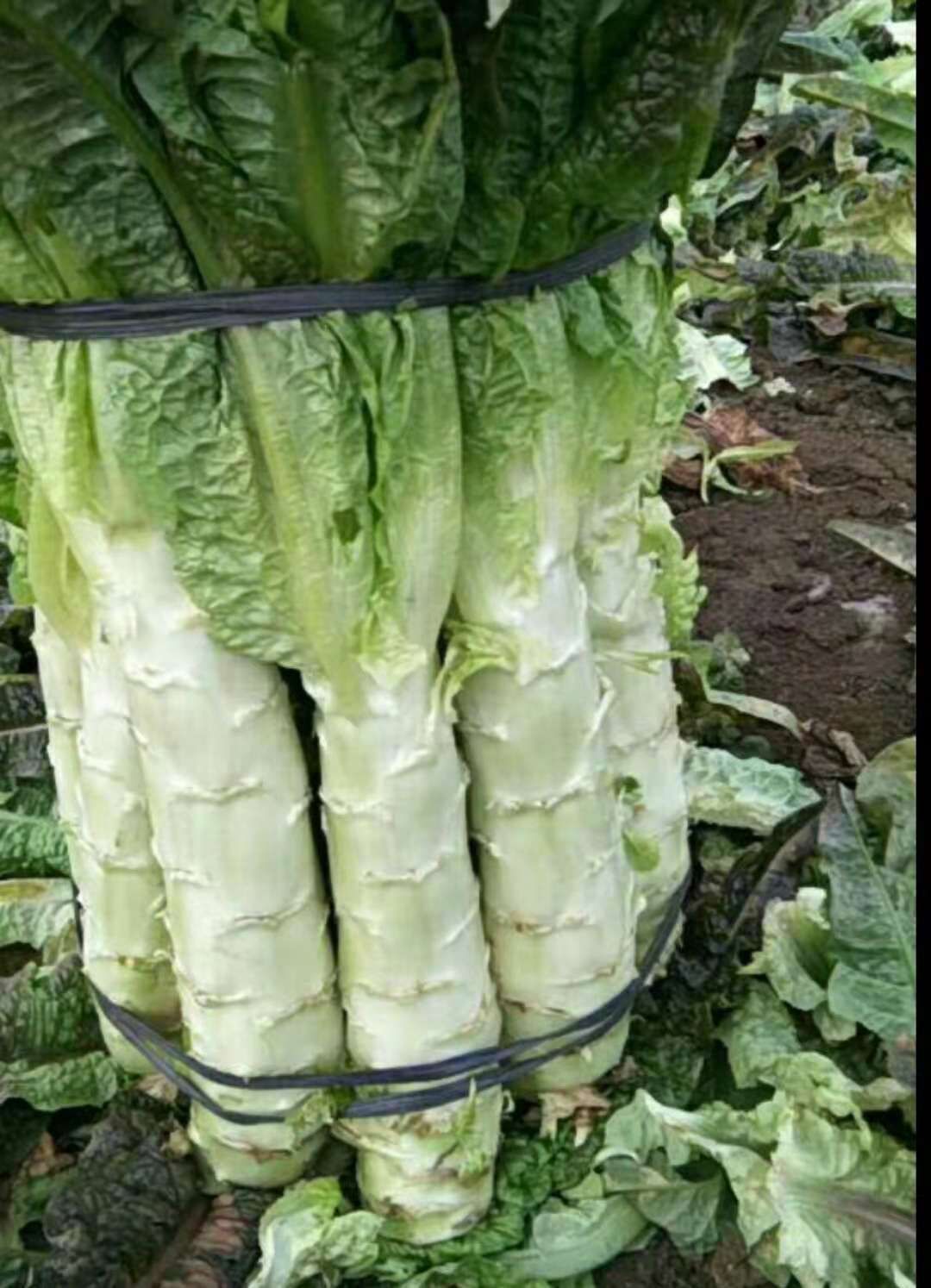 莴笋质量要求，笋肉绿色无空心，红香叶，三青都可以代销