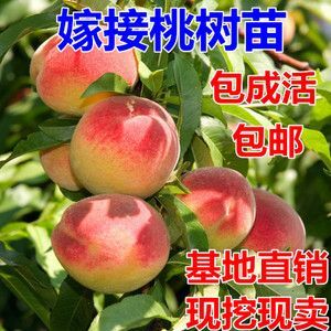 平邑县国庆王桃苗 口感脆甜可口，保成活，耐储存，抗病虫害，南北方都可以种植，