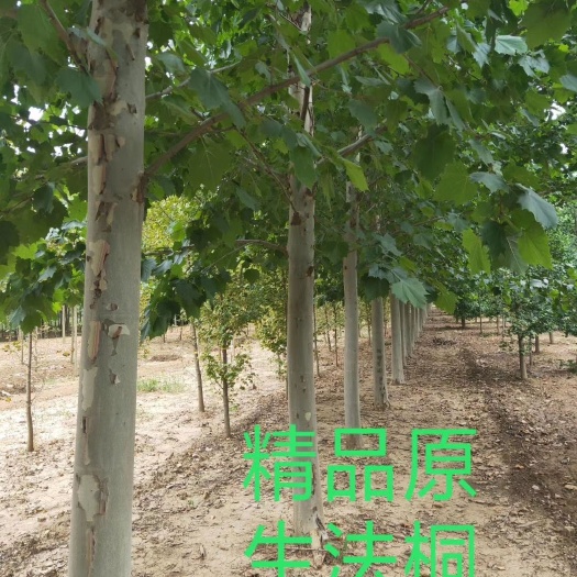 郯城县速生法桐 原生法桐树