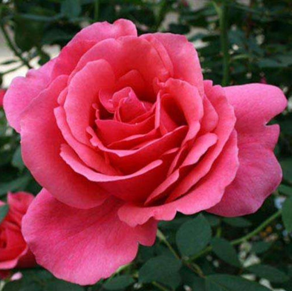  月季花