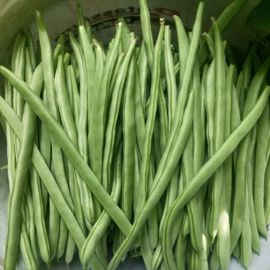 紫花四季豆  精品