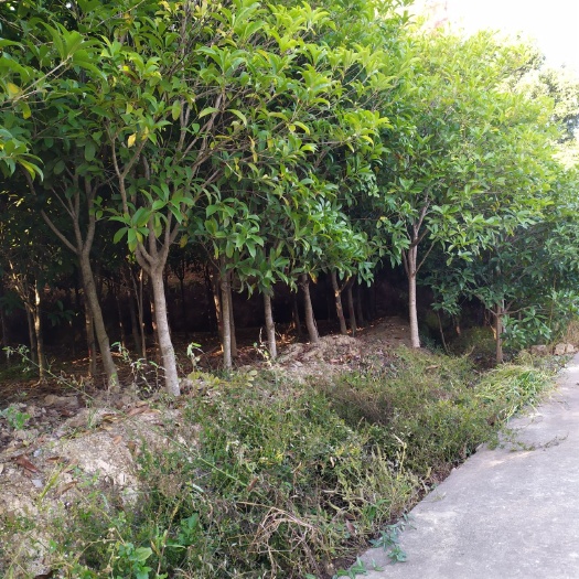 靖安县 各种规格罗汉松，竹柏桂花树红豆杉茶花苗等欢迎你的光临另有青枫