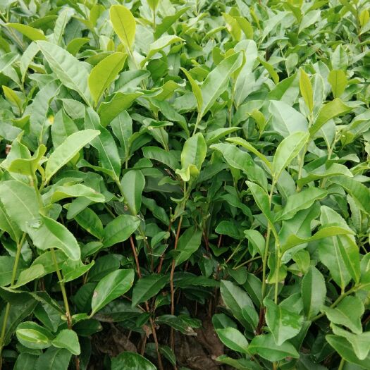 大叶种茶树苗  基地直供苗量大，福顶大白茶