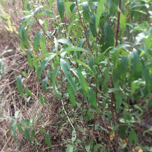 沂源县山毛桃树苗 毛桃苗