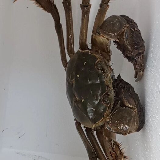洪湖市 物美价廉洪湖大闸蟹，足两足重，不甜没黄，不够重，无条件退货！