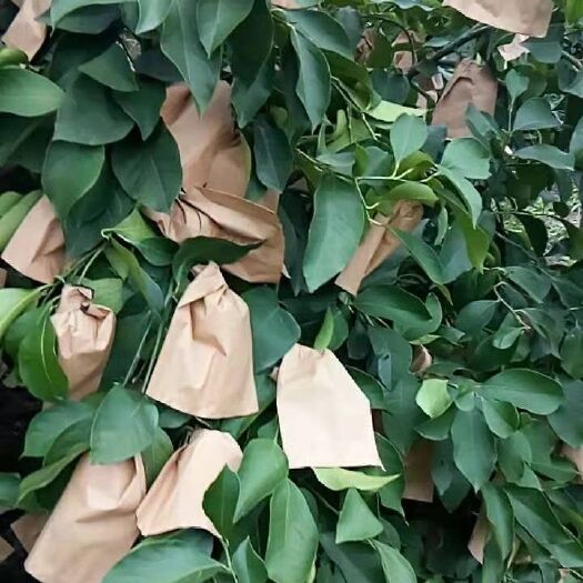 桐城市种植套袋桃子套袋 柑橘 梨子 苹果 芒果 石榴套袋厂家直销