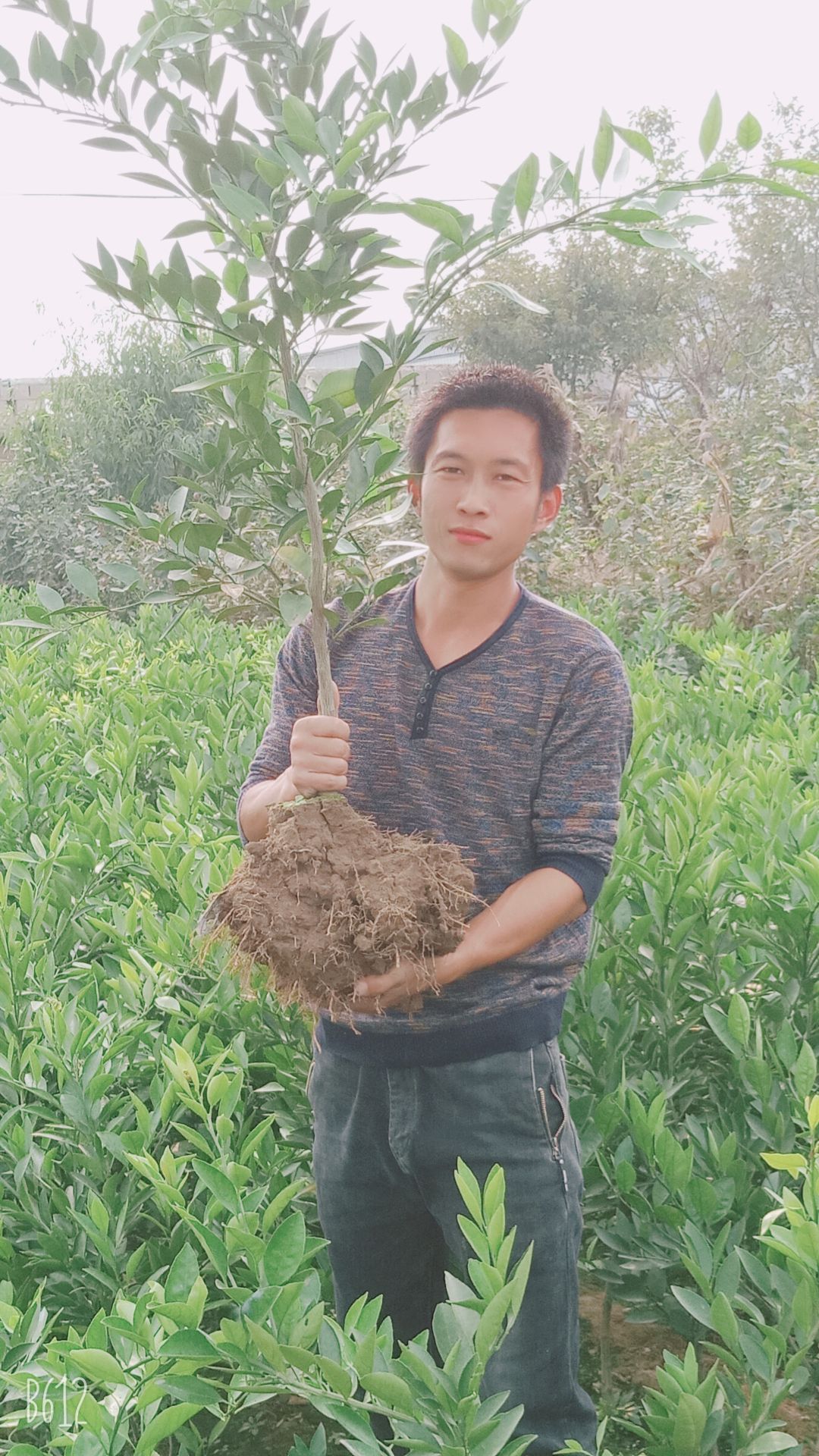 早熟沙糖桔苗 金橘      砂糖蜜橘盆栽地栽当年挂果
基地直销死苗补发