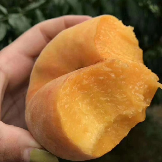 平邑县黄金油蟠桃苗 自家苗圃直销 签合同 包品种 包成活 技术指导