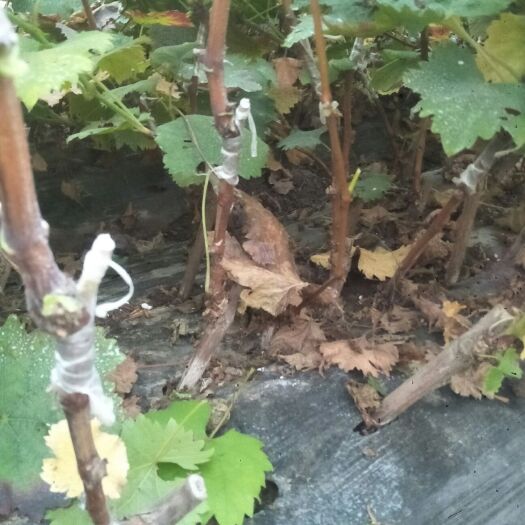 莱西市蓝宝石葡萄苗 甜蜜蓝宝石嫁接苗，基地直供，保纯度，保成活，保证质量，诚信为