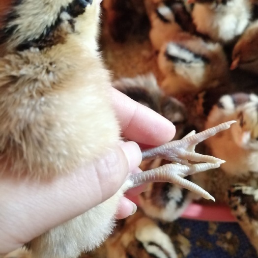 南宁 青脚麻鸡苗