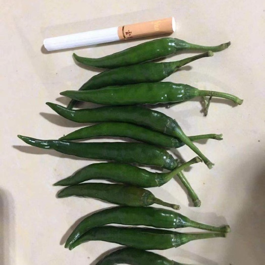 重庆市 云南小米椒