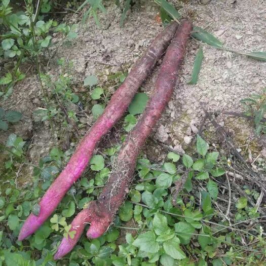 三都县紫玉淮山山药 山坡小叶紫玉淮山