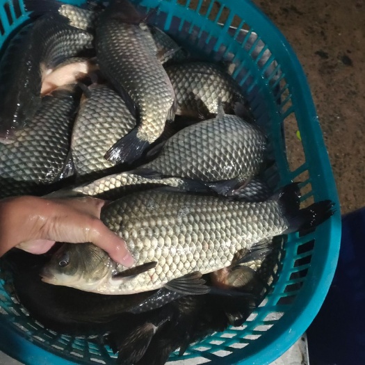 珠海黑鲫鱼 真鱼味