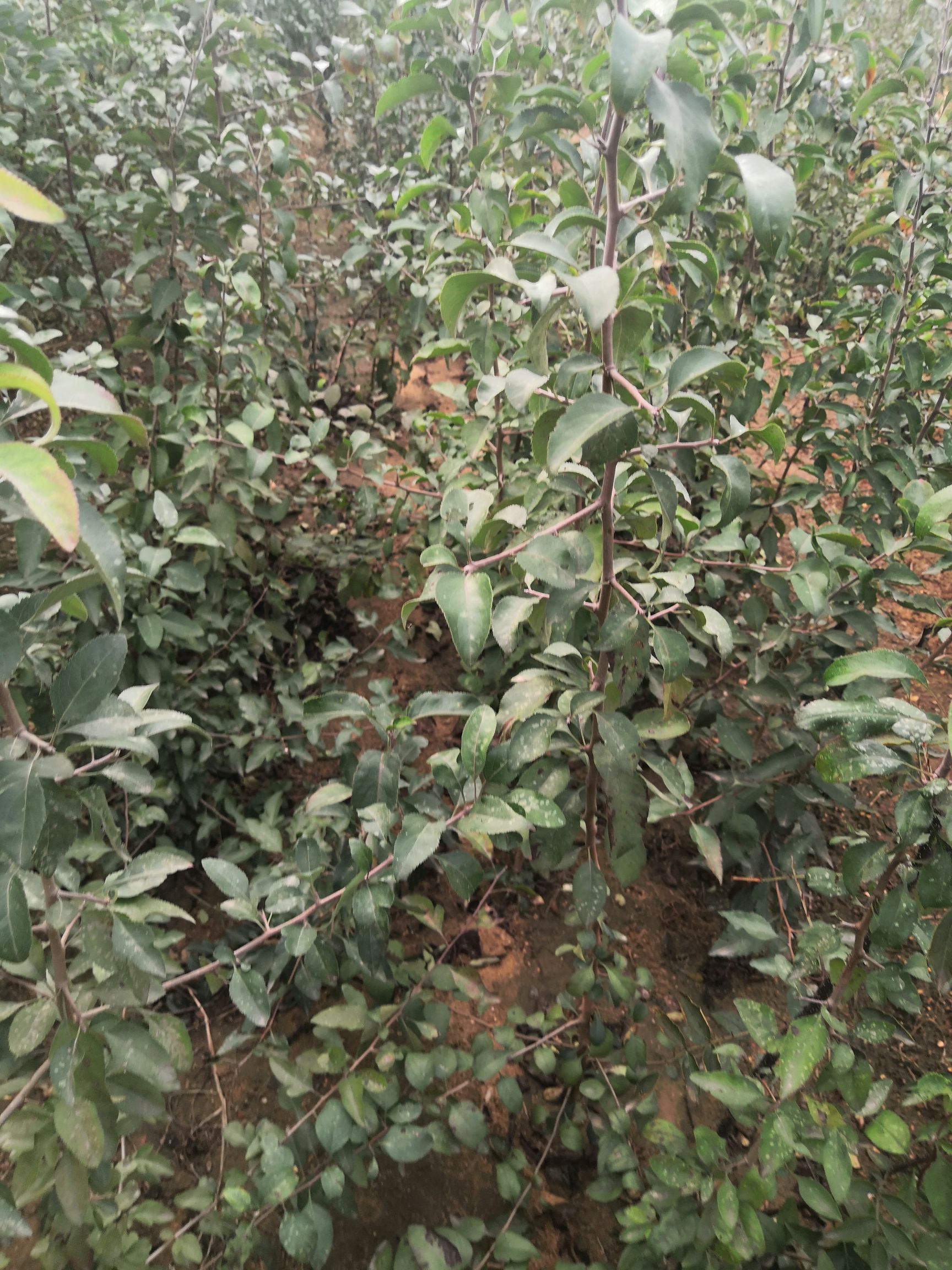 杜梨苗  梨树实生苗