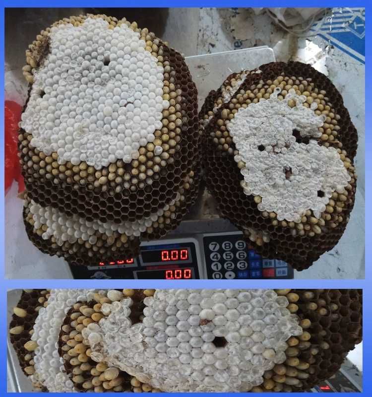 马蜂蛹 马蜂
