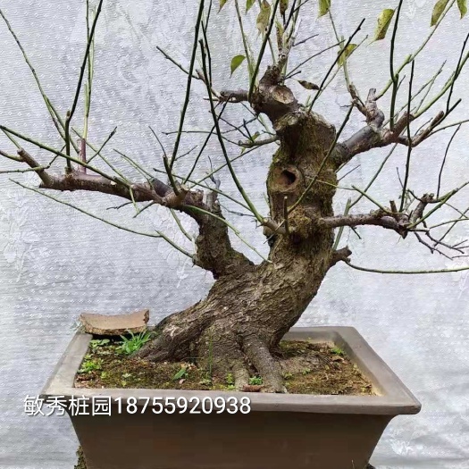 歙县 原生老桩，原生骨里红，绿萼梅，红须朱砂