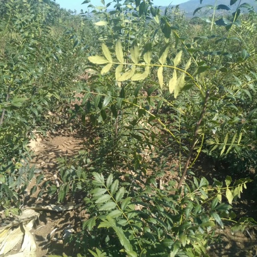 运城文冠果树苗  文冠果苗产地，文冠果小苗批发，山西文冠树苗直销