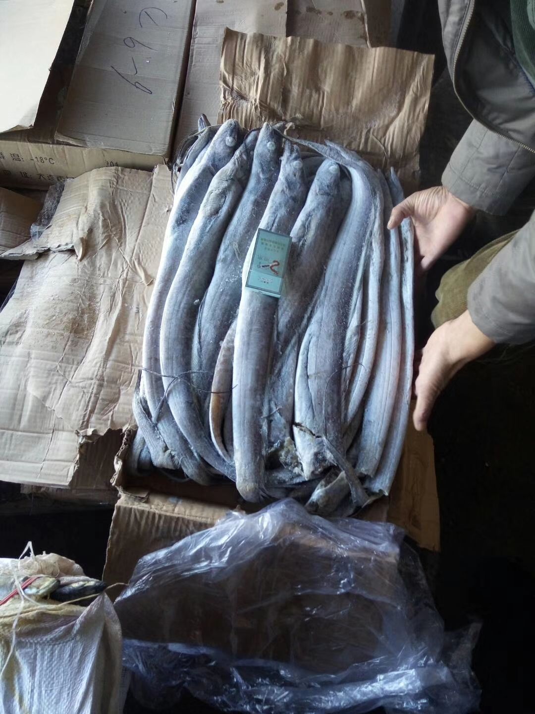 带鱼   灯光船冻 本地带鱼  品相好