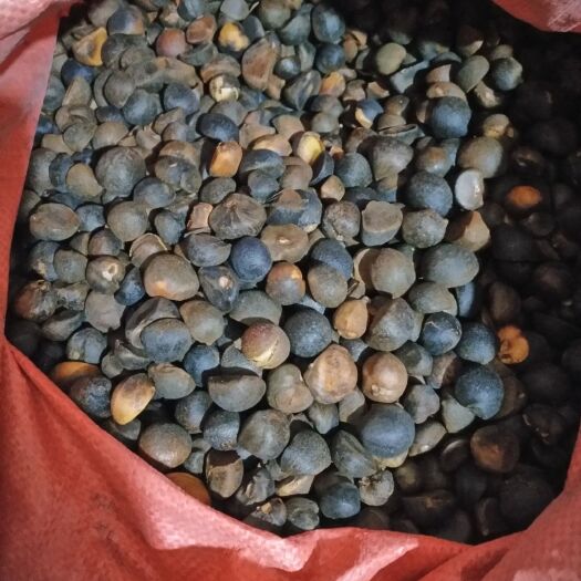 望谟县油茶籽 油茶籽