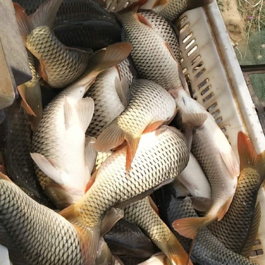 大荔县垂钓鲤鱼，