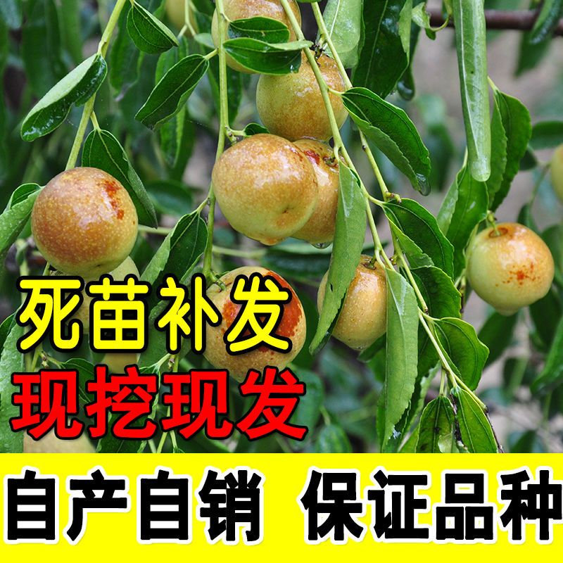 平邑县 枣树苗冬枣，龙须枣，茶壶枣，品种多，南北方种植