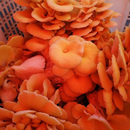 澄江市鸡油菌 新鲜供应，大量采购，可以联系，也可实地参观
