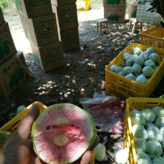 北流市 红心芭乐番石榴，香味脆口基地大量供应！