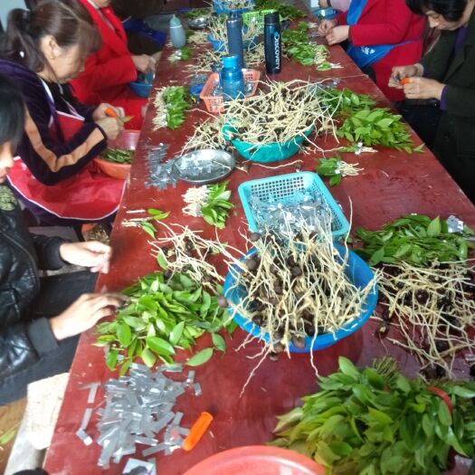 攸县 大量供应一年生二年生嫁接油茶油茶苗，直生苗，
