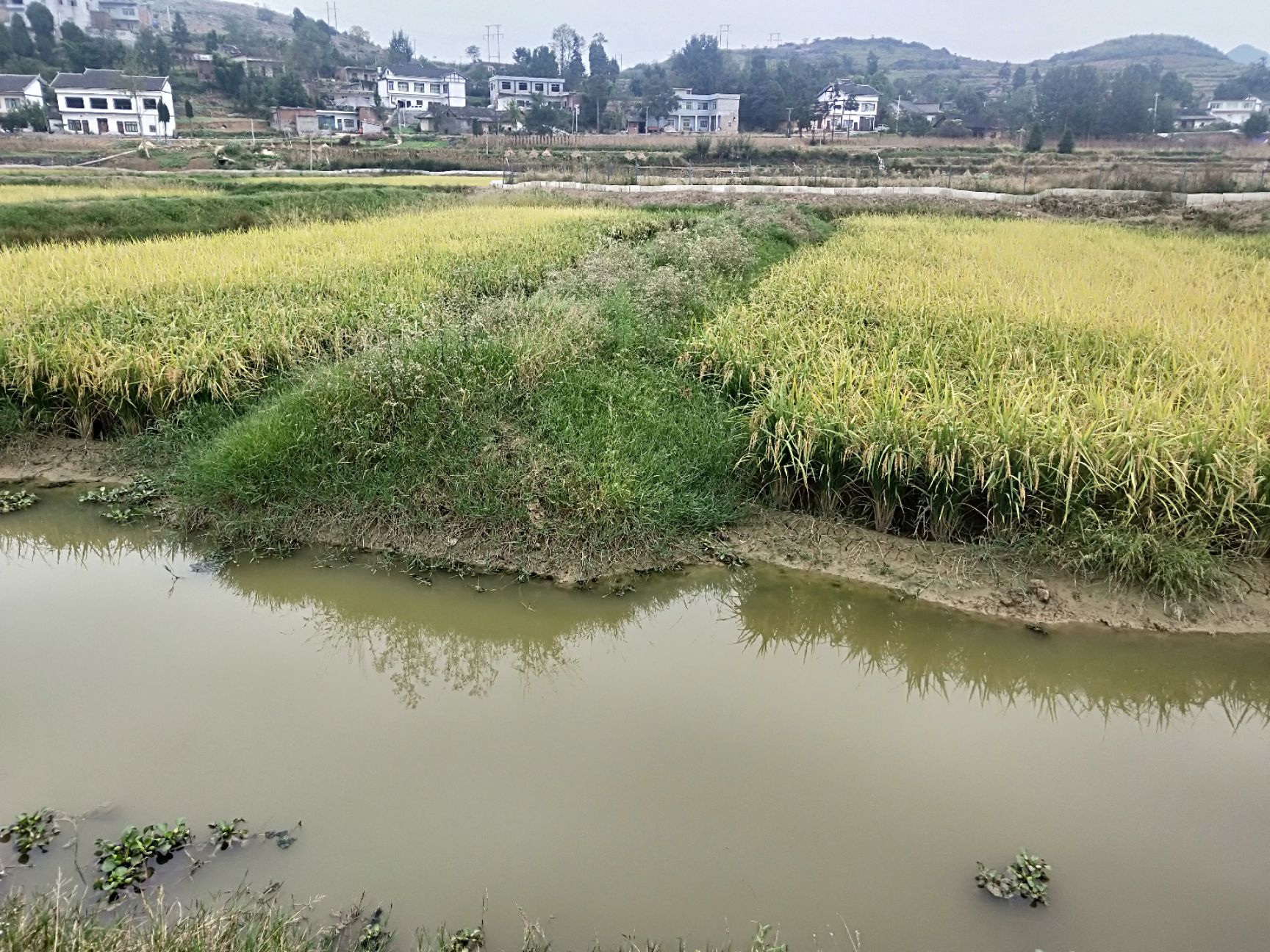 有机米 稻虾塘种植，无公害绿色种植