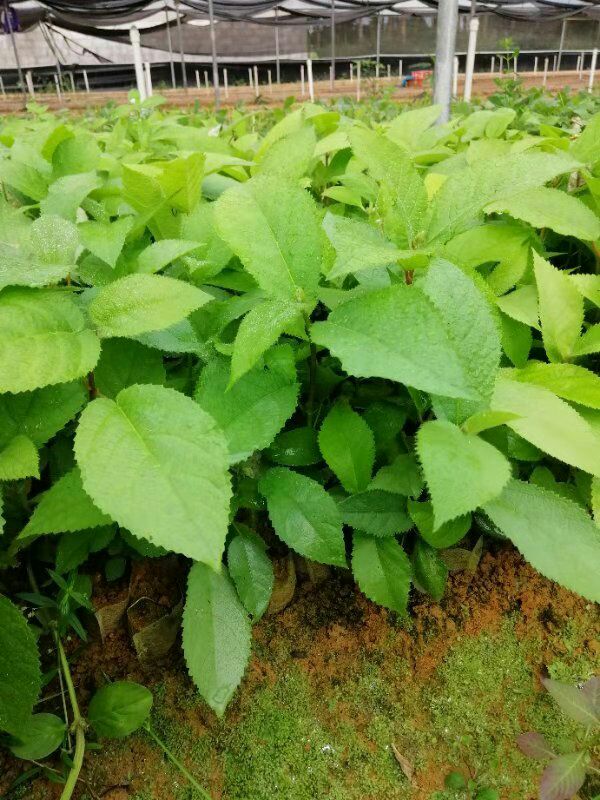 五指毛桃苗 种植周期短易管理，投资成本较低，经济效益高