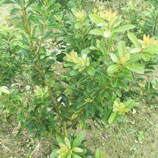 靖州县杨梅树
