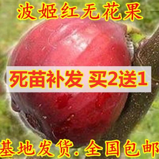 平邑县波姬红无花果苗