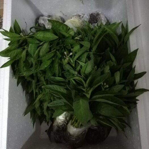 石林县云南石林人参果苗