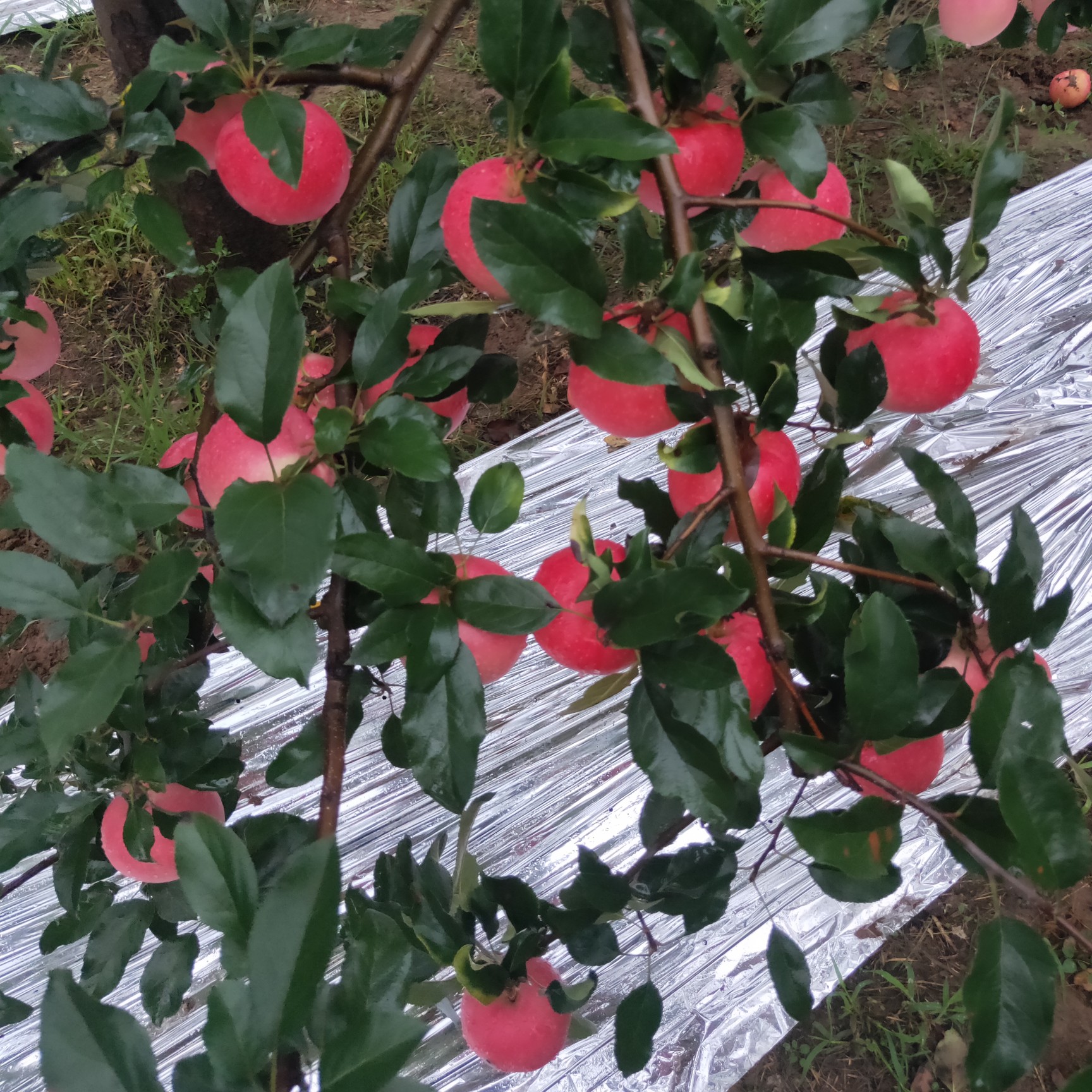  自家种植优质洛川红富士苹果，产地直销，一件代发
