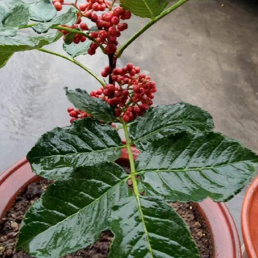 礼县 甘肃陇南大红袍嫁接无刺花椒苗子