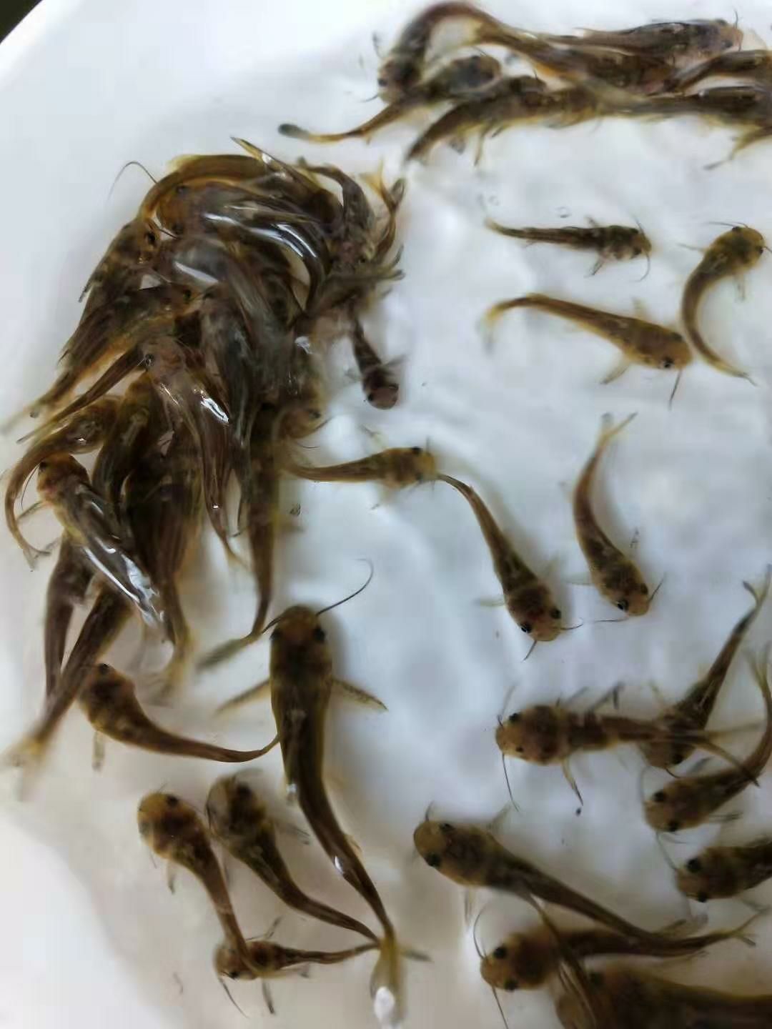 黃顙魚苗十自孵水花