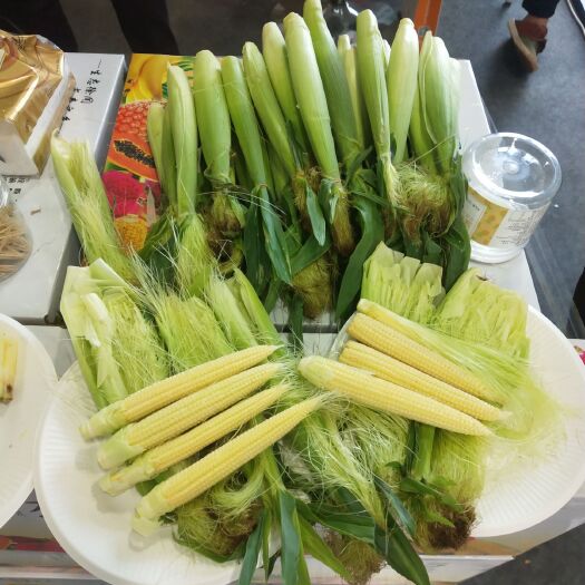 徐闻县 精品玉米笋