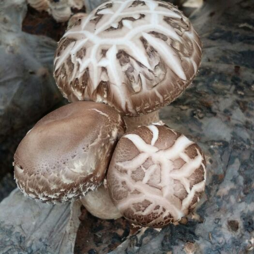桐柏县 精品花菇干货，新鲜上市，