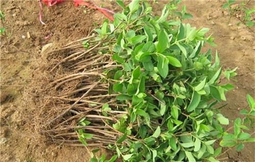 四季金银花苗 金银花品种齐全，山银，大毛，红色，金花三号，懒汉，南银，北花