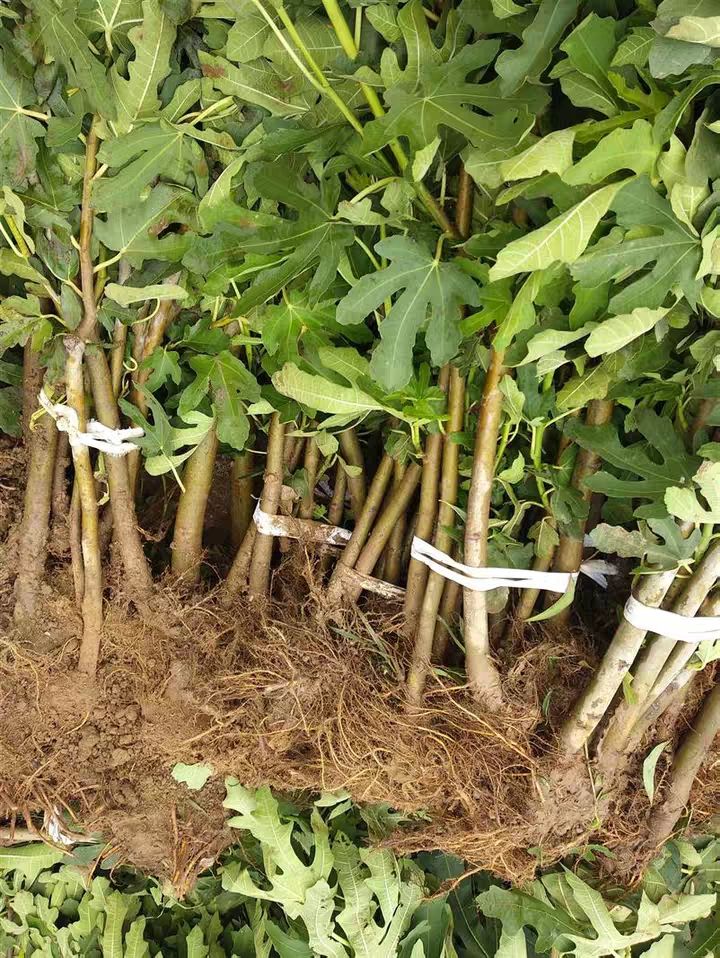 布兰瑞克无花果波姬红 青皮 紫果品种齐全现挖保湿发货当年结果