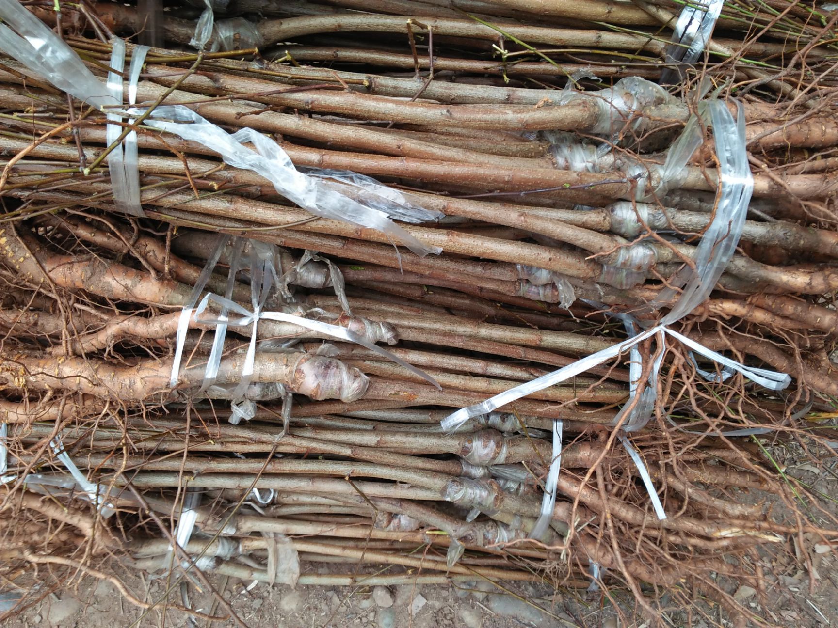 青脆李优系 ，四川青脆李树苗，青脆李子苗，四川李子苗