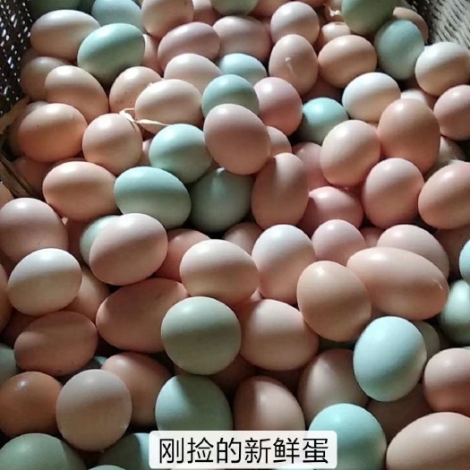 衡阳绿壳蛋  正宗黑乌绿壳种蛋高产绿壳种蛋商品蛋