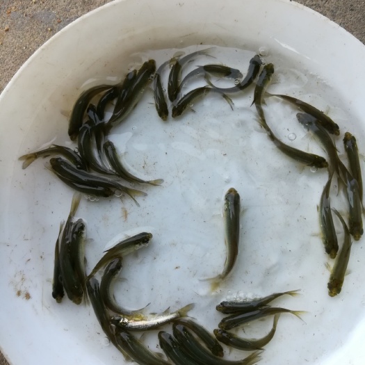 广州 青鱼苗，黑草鱼，螺蛳鱼苗大量供应出售