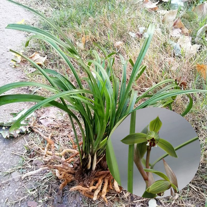 春兰20棵苗起拍绿植花卉兰花苗兰花草盆景邮费一件8块多购优惠