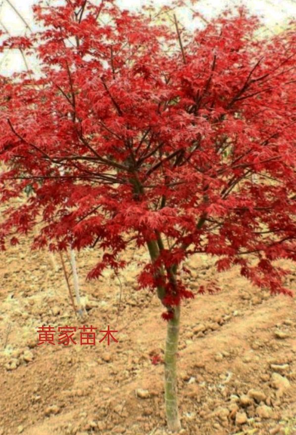 紅楓紅舞姬 中國(guó)紅楓艷色鮮紅