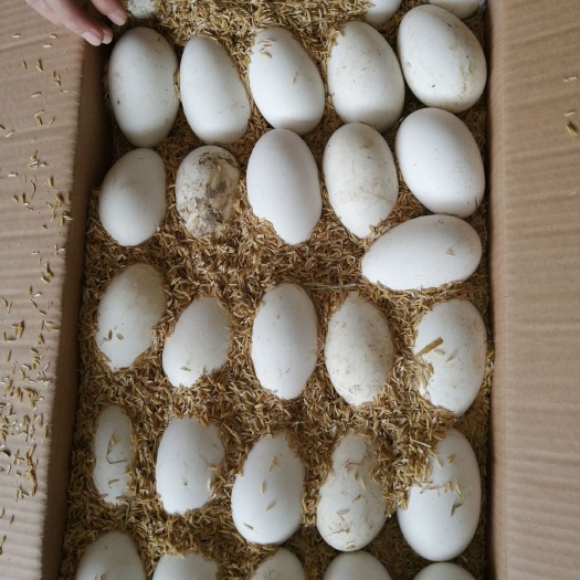 西安 新鲜鹅蛋1000起发